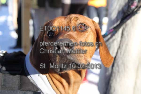 ET0Q1145.6 prot
